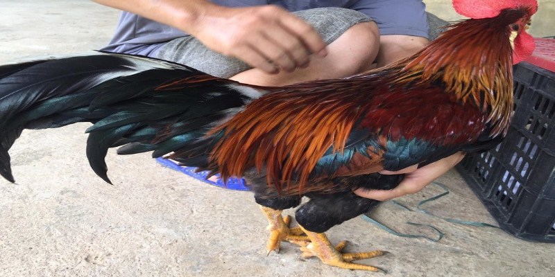 Những chú gà lông voi thường rất được coi trọng